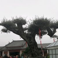 梅花泪(热度:16)由☆红玫瑰☆翻唱，原唱歌手云菲菲