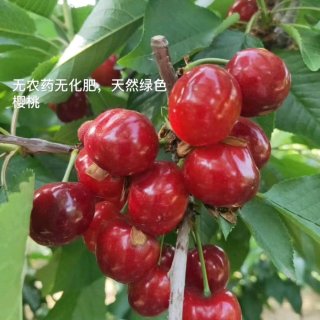 紅玫瑰 小小新娘花