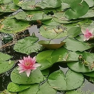 小雨滴 二人轉水漫藍橋